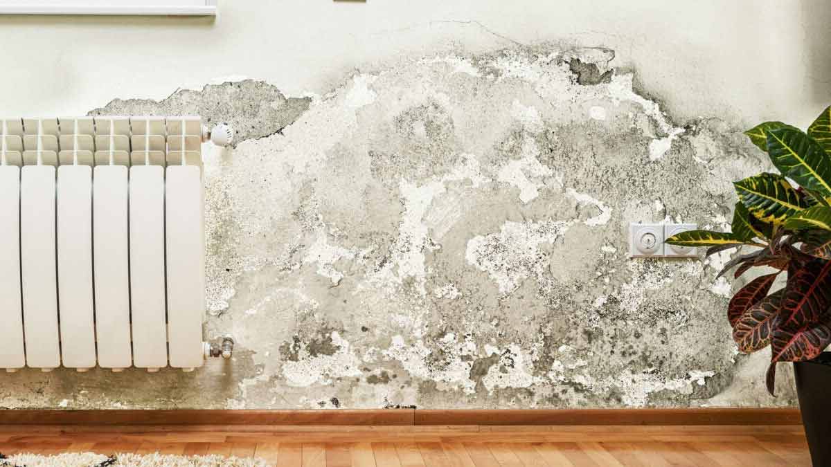 Enlever la moisissure des murs en 5 minutes