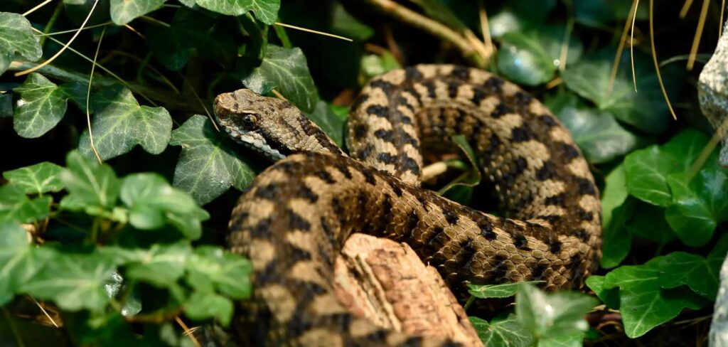 Ils ne reviendront plus: Une astuce simple pour éloigner les vipères et serpents de votre jardin