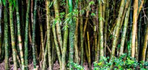 Comment tuer des bambous naturellement ?