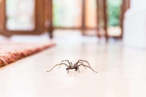 Trop d'araignées à la maison? Voici quelques astuces pour les faire fuir...