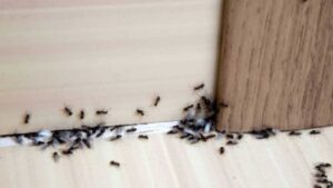 Quelques secondes pour chasser une bonne fois pour toutes les fourmis