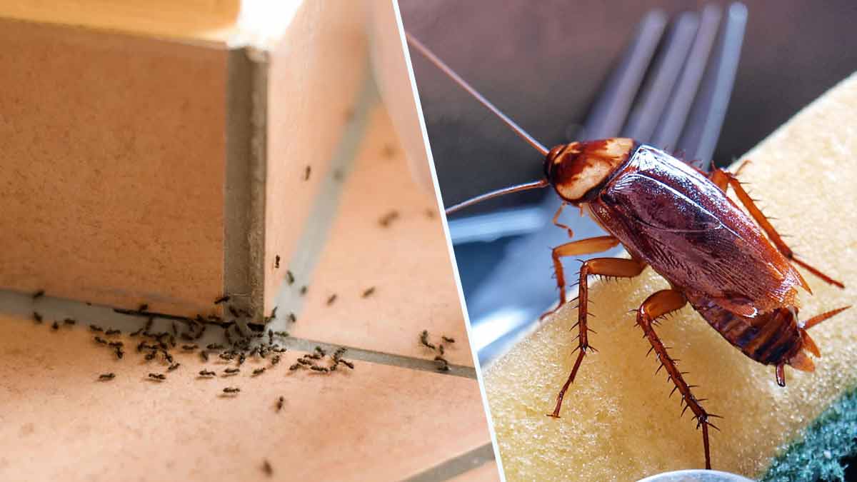 Comment eloigner les cafards et les fourmis avec une odeur naturelle