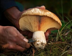 Comment nettoyer un champignon